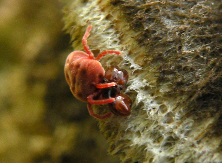 Allothrombium sp. che mangia operaia maggiore di Pheidole